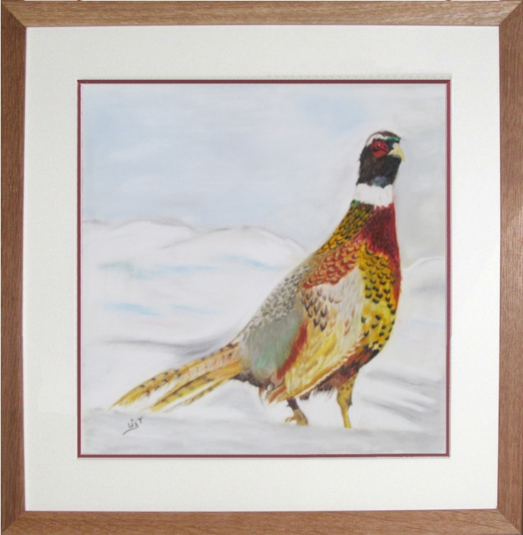 Pheasant in snow